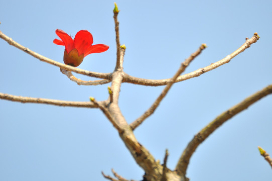 木棉花