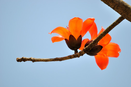 木棉花