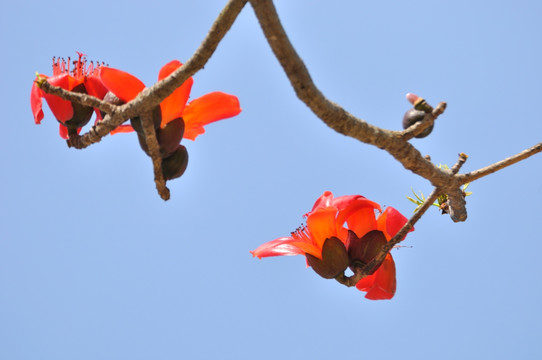 木棉花