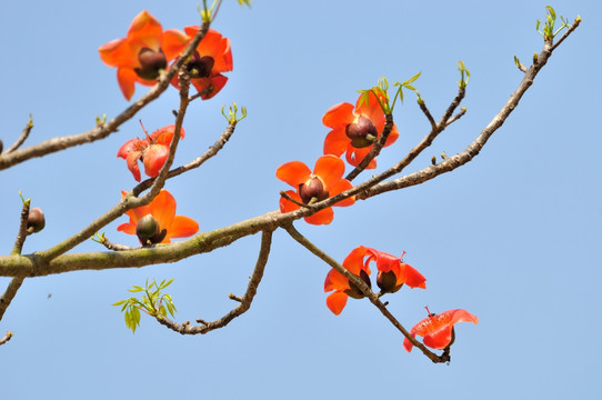 木棉花