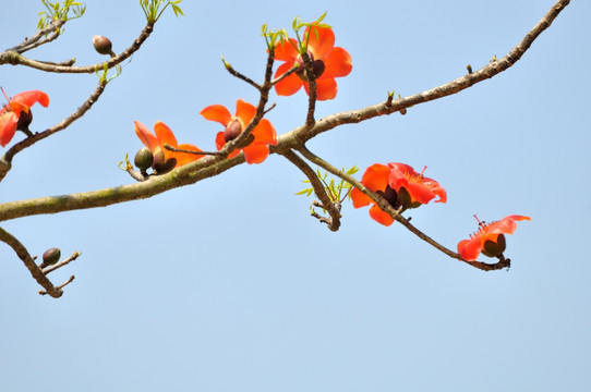 木棉花