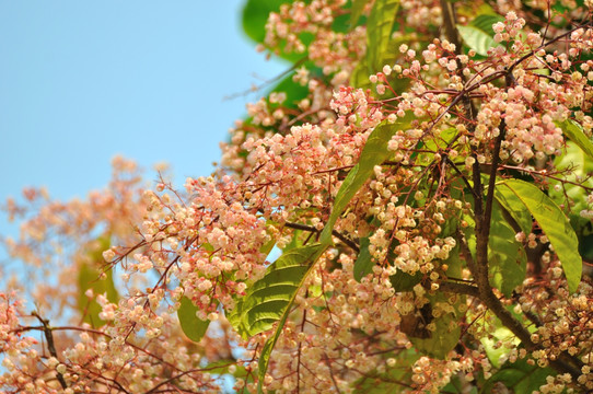 九层皮花