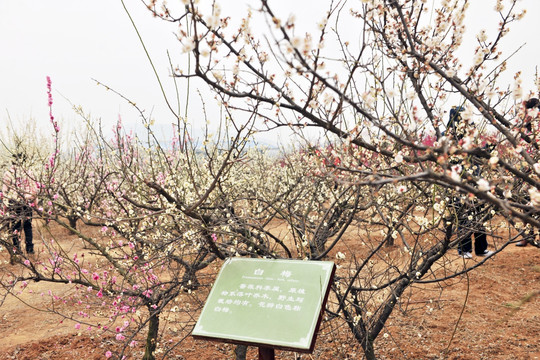 白梅 梅园旅游