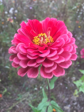 百日菊