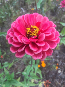 百日菊
