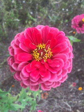 百日菊
