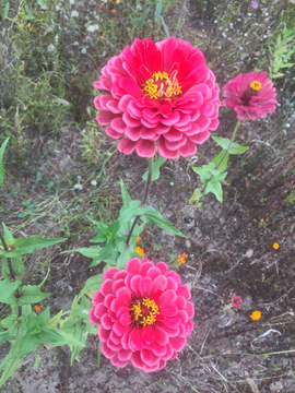 百日菊