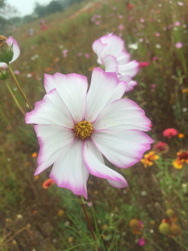 波斯菊