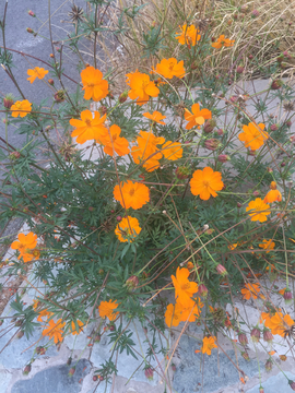 路边野花