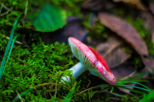 野生菌