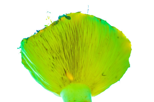 野生菌
