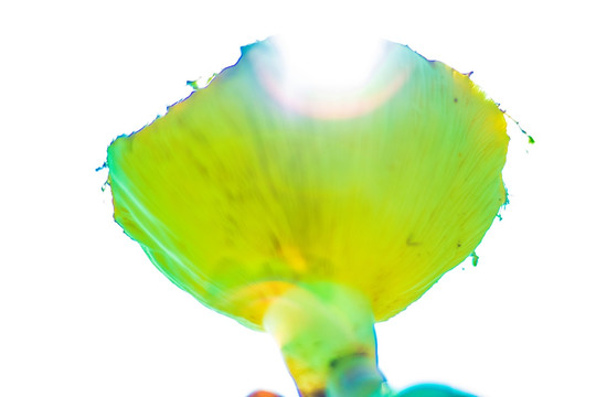 野生菌