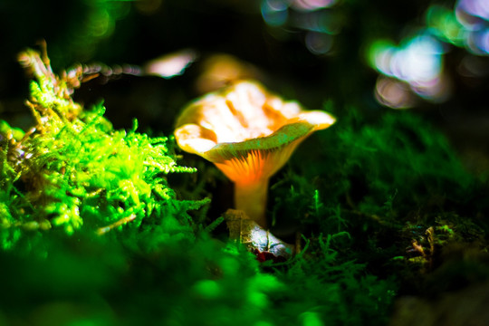 野生蘑菇