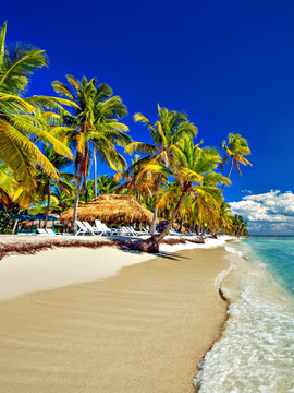 海滨椰树 海滩椰树 沙滩椰树