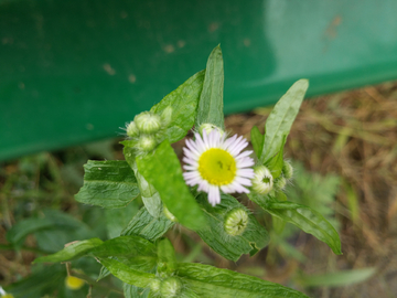 芳草花