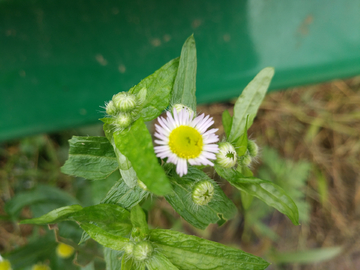 芳草花