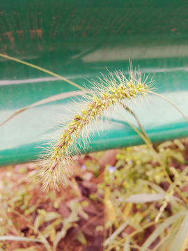 狗尾巴草