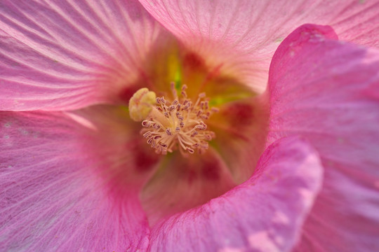 高清粉色木槿花