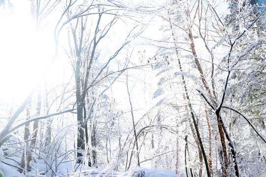 雪 风景 村庄 雪乡 农村