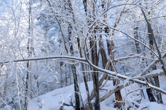 雪 风景 村庄 雪乡 农村