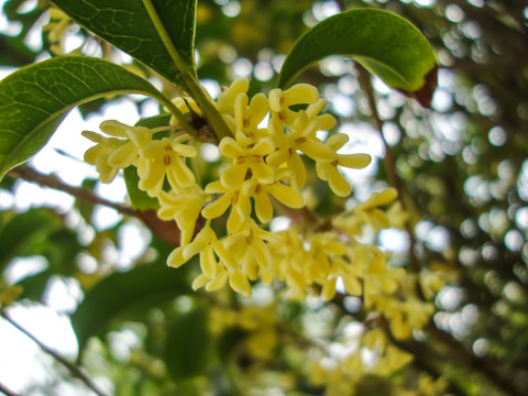 银桂花