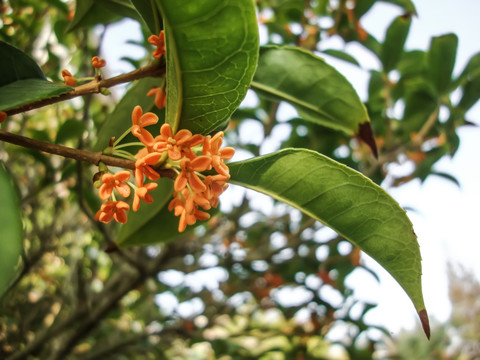 金桂花