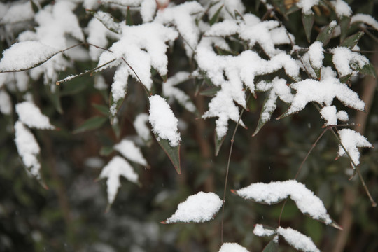 树叶上的积雪