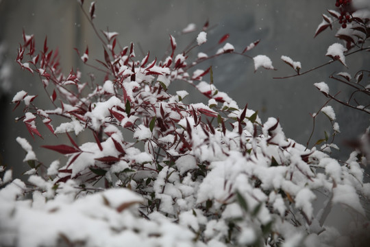 红叶上的积雪