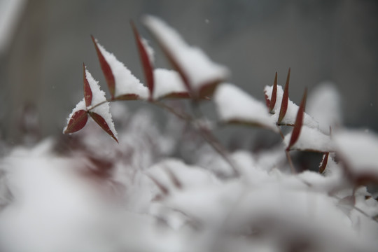 红叶积雪