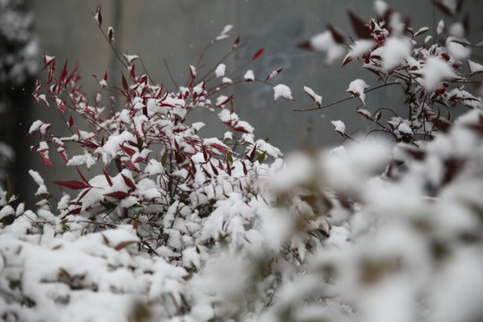 红叶积雪