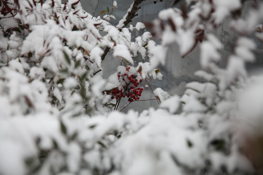 红叶积雪