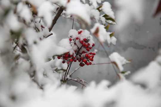 红叶积雪