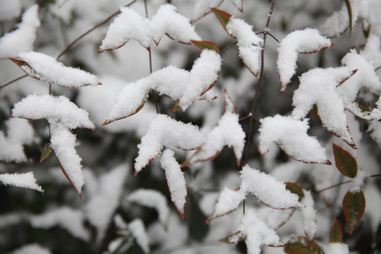 红叶积雪