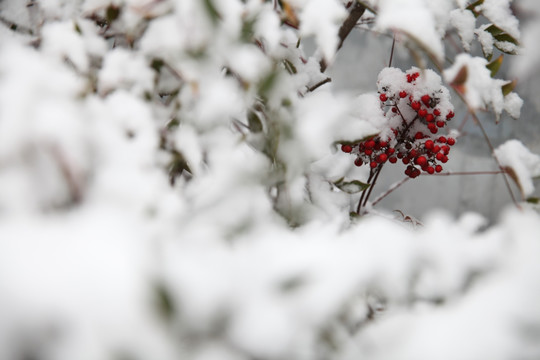 红豆积雪