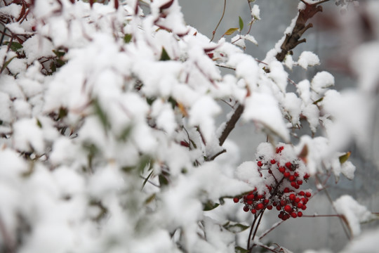 红豆积雪