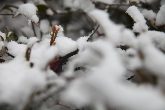 红豆落雪