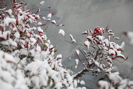 红叶落雪