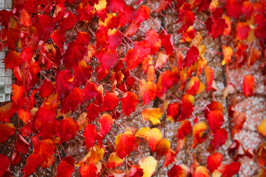 秋天红叶 秋景图 枫树