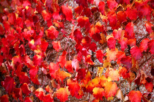 秋天红叶 秋景图 枫树 枫叶