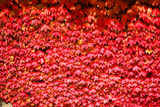 秋天红叶 秋景图 枫树 枫叶