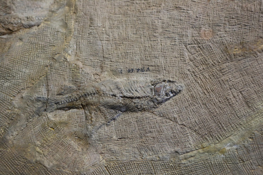 周口店遗址的化石鱼