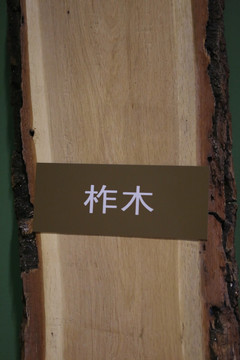 柞木木材树干剖面