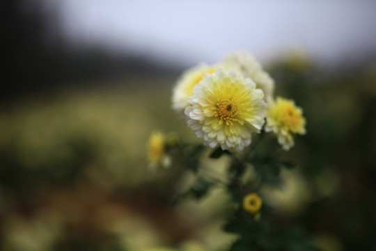 菊花