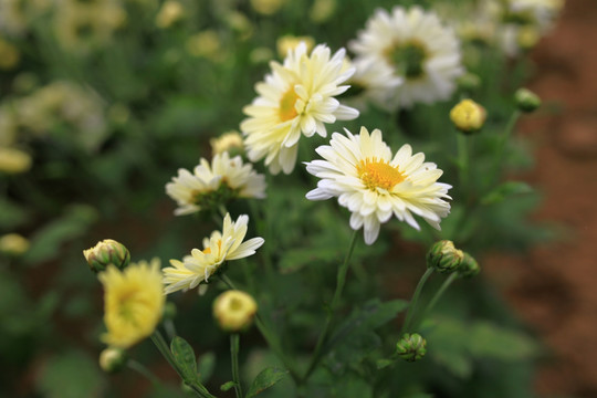 菊花