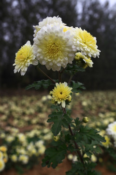 菊花