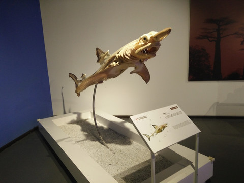 鲨鱼标本