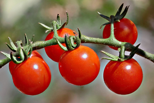 圣女果 西红柿