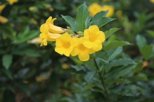 黄色牵牛花