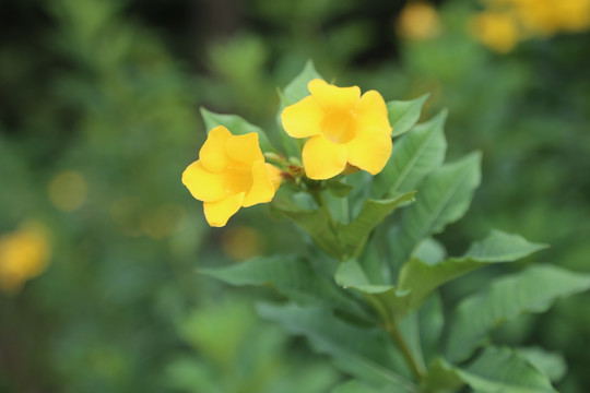 黄色牵牛花