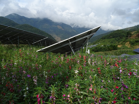 农光互补项目 凤仙花 太阳能板